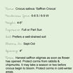 Saffron-crocus-at-a-glance[1].thumb